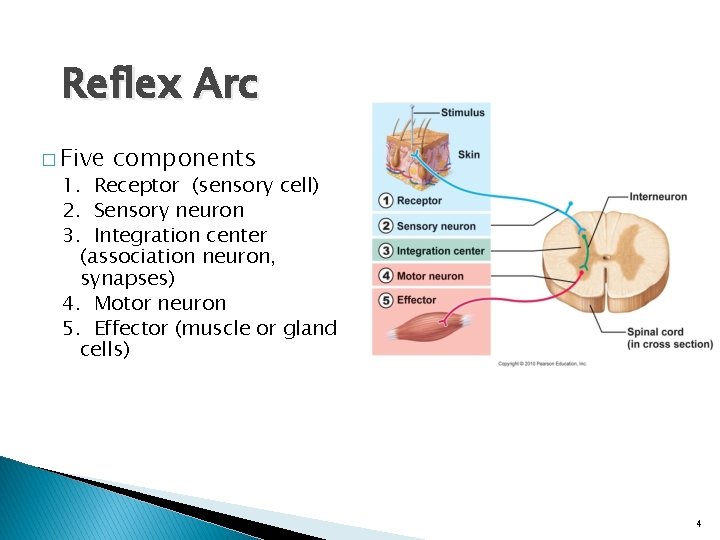 Reflex Arc � Five components 1. Receptor (sensory cell) 2. Sensory neuron 3. Integration