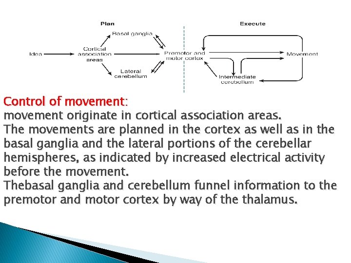 Control of movement: movement originate in cortical association areas. The movements are planned in
