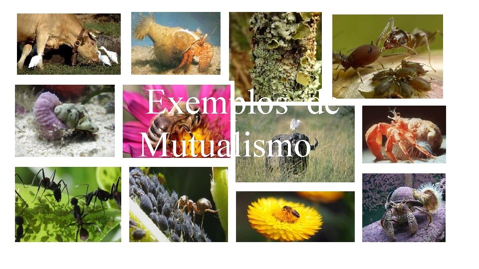 Exemplos de Mutualismo 
