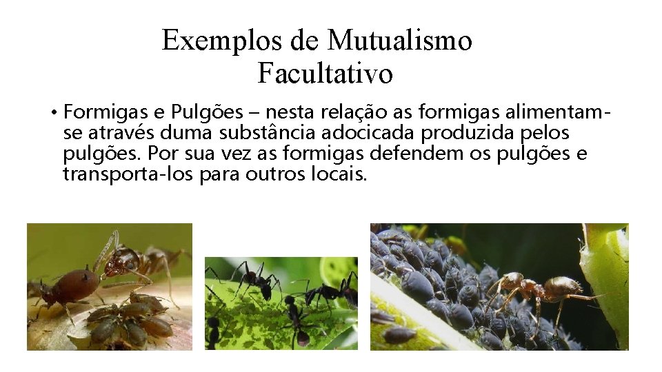 Exemplos de Mutualismo Facultativo • Formigas e Pulgões – nesta relação as formigas alimentamse