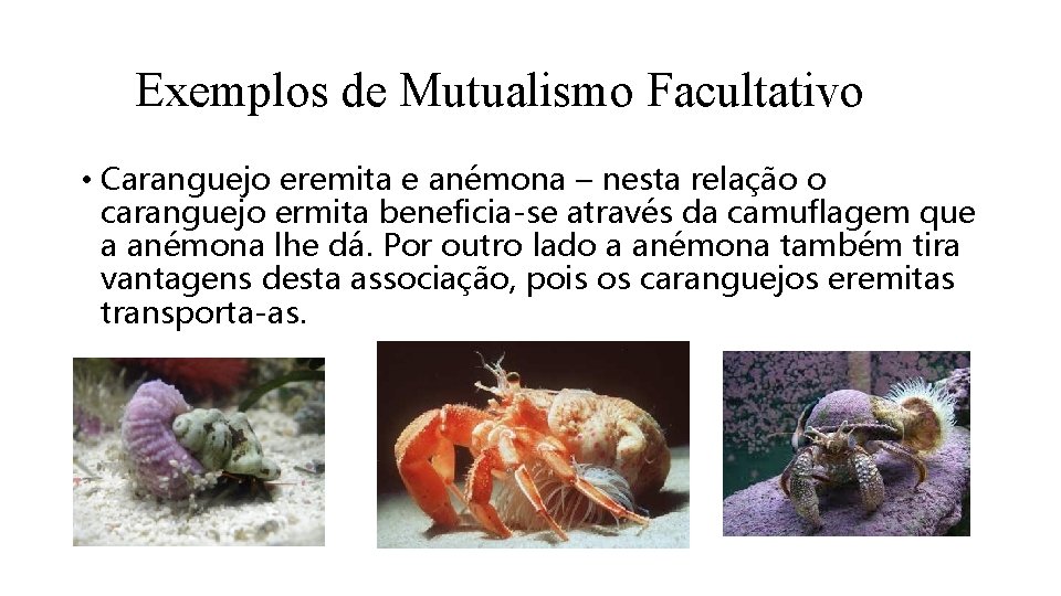 Exemplos de Mutualismo Facultativo • Caranguejo eremita e anémona – nesta relação o caranguejo