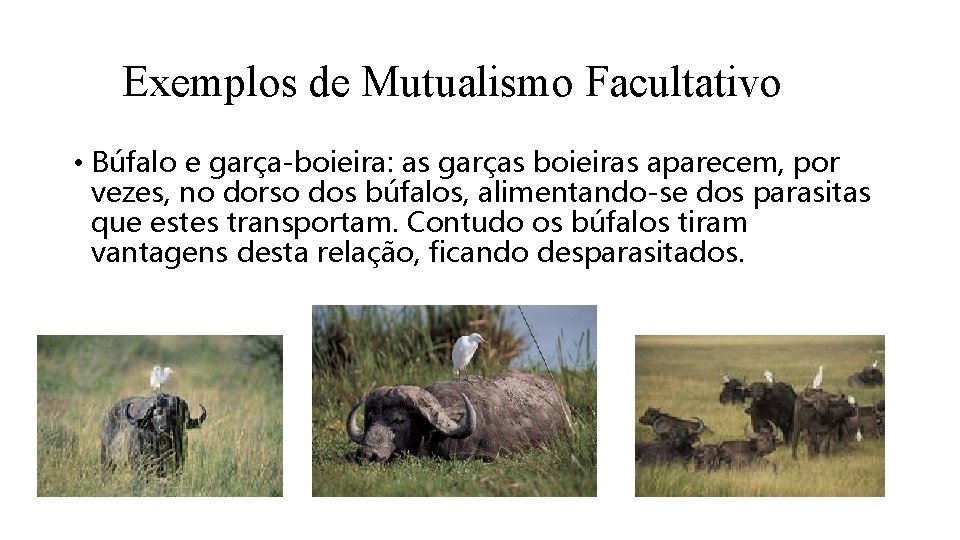 Exemplos de Mutualismo Facultativo • Búfalo e garça-boieira: as garças boieiras aparecem, por vezes,