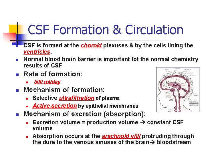 CSF Formation & Circulation n CSF is formed at the choroid plexuses & by