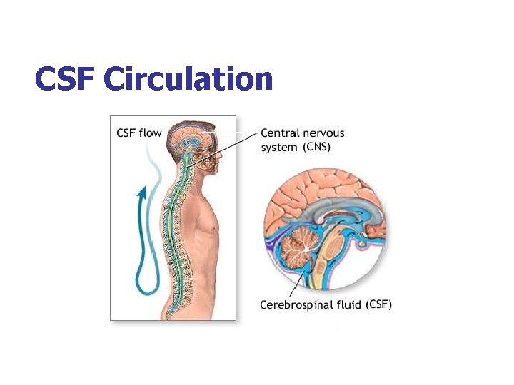 CSF Circulation 