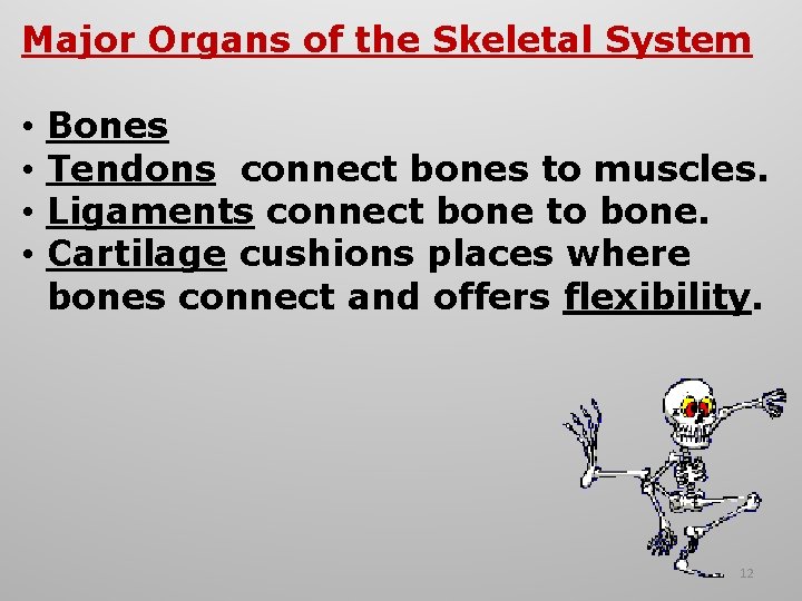 Major Organs of the Skeletal System • • Bones Tendons connect bones to muscles.