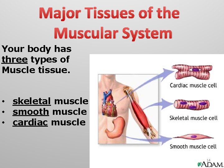 Major Tissues of the Muscular System Your body has three types of Muscle tissue. Major Tissues of the Muscular System Your body has three types of Muscle tissue.