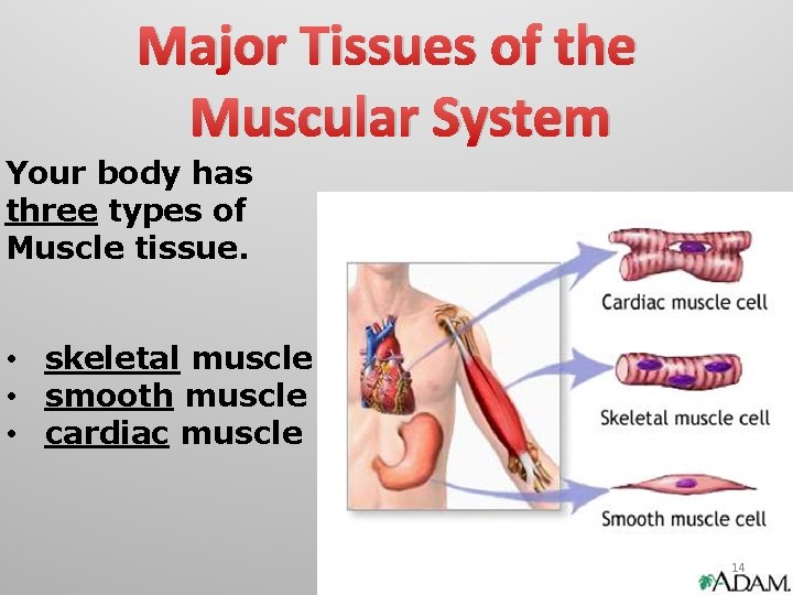 Major Tissues of the Muscular System Your body has three types of Muscle tissue.