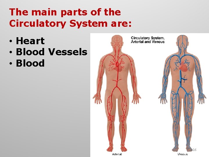 The main parts of the Circulatory System are: • Heart • Blood Vessels • The main parts of the Circulatory System are: • Heart • Blood Vessels •
