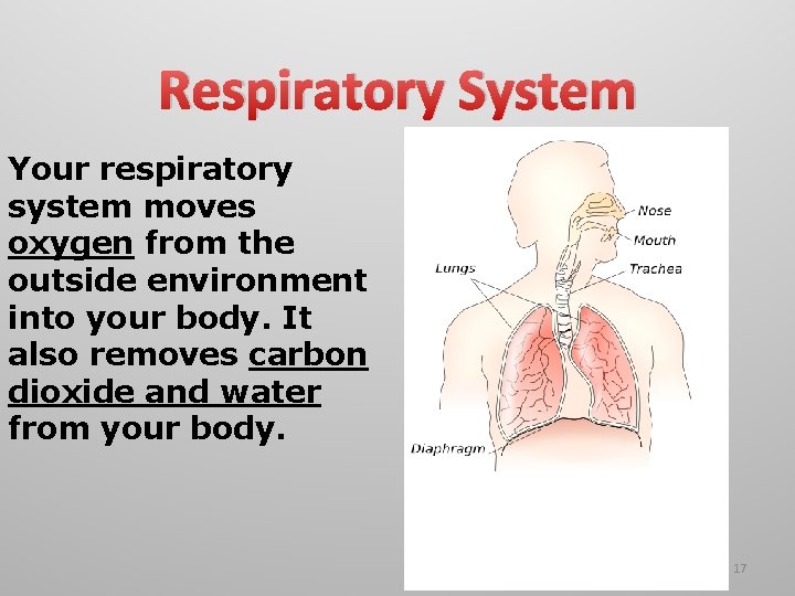 Respiratory System Your respiratory system moves oxygen from the outside environment into your body. Respiratory System Your respiratory system moves oxygen from the outside environment into your body.