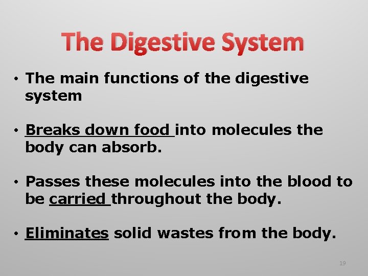 The Digestive System • The main functions of the digestive system • Breaks down