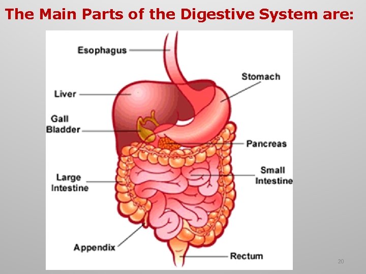 The Main Parts of the Digestive System are: 20 The Main Parts of the Digestive System are: 20