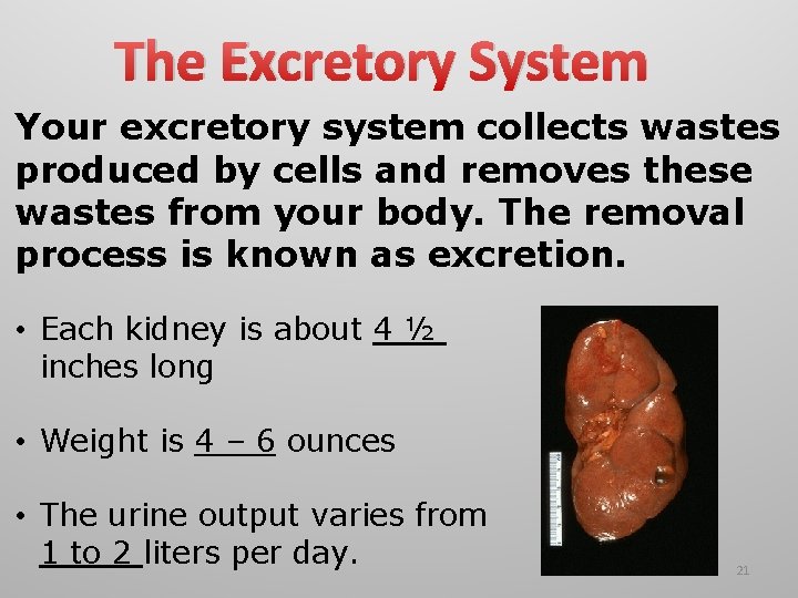 The Excretory System Your excretory system collects wastes produced by cells and removes these