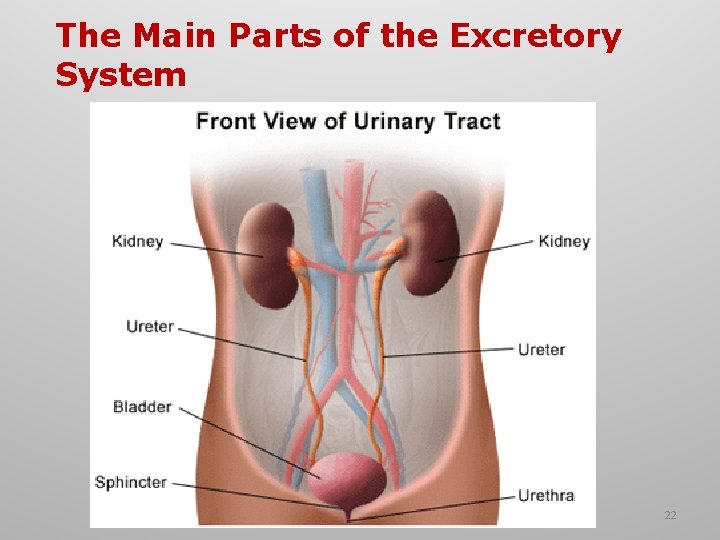 The Main Parts of the Excretory System 22 The Main Parts of the Excretory System 22