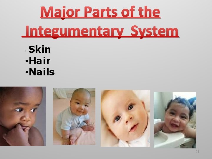 Major Parts of the Integumentary System Skin • Hair • Nails • 24 
