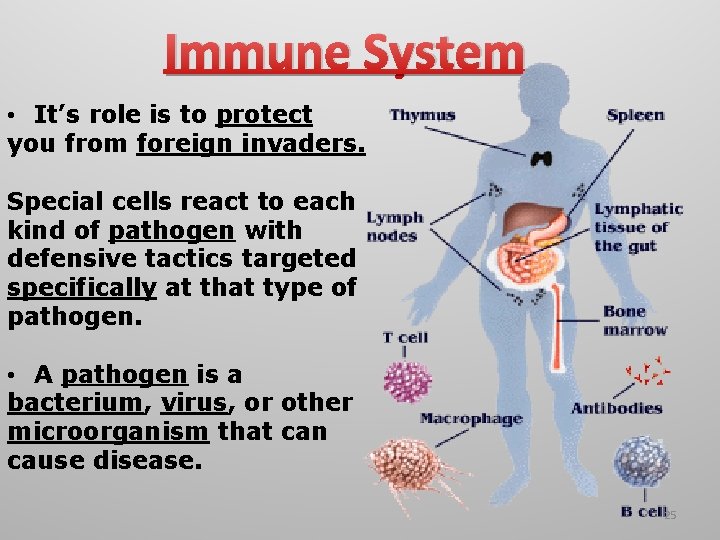 Immune System • It’s role is to protect you from foreign invaders. Special cells