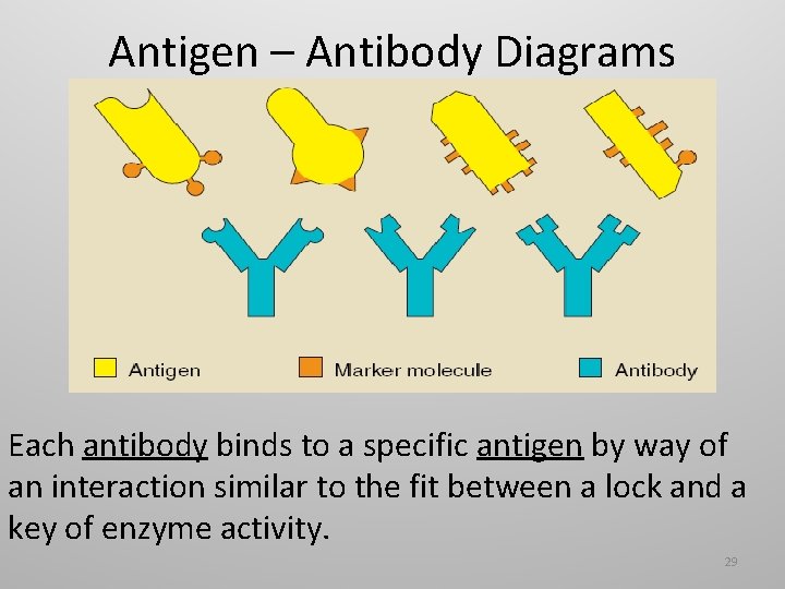 Antigen – Antibody Diagrams Each antibody binds to a specific antigen by way of