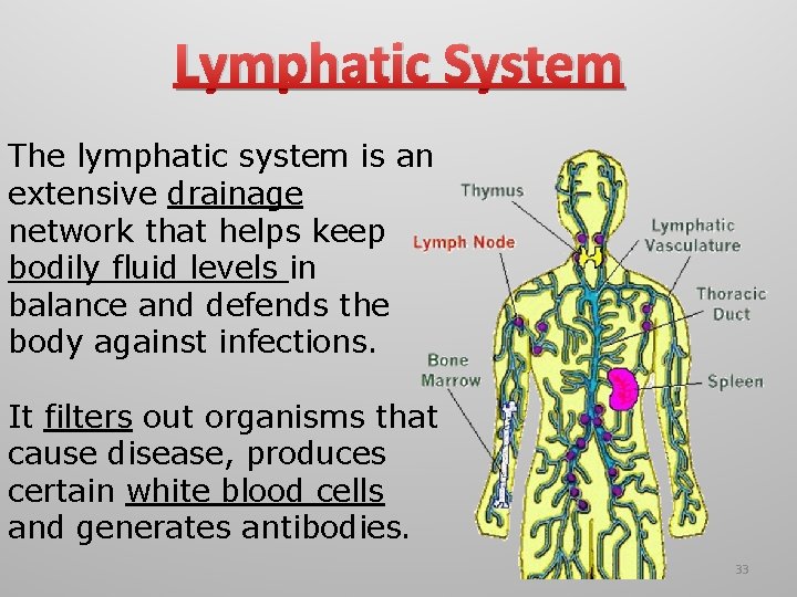 Lymphatic System The lymphatic system is an extensive drainage network that helps keep bodily