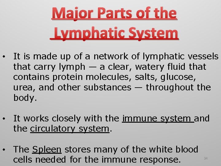 Major Parts of the Lymphatic System • It is made up of a network