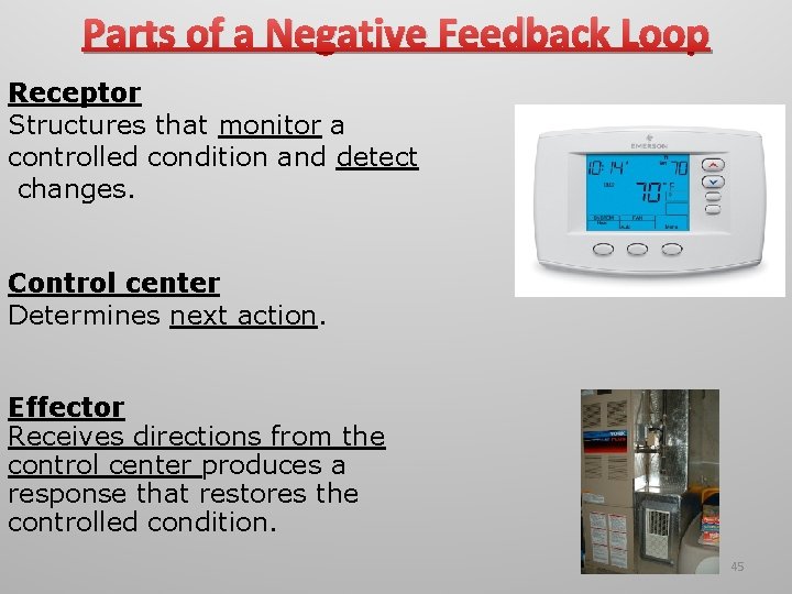 Parts of a Negative Feedback Loop Receptor Structures that monitor a controlled condition and