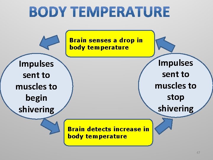 Brain senses a drop in body temperature Impulses sent to muscles to stop shivering Brain senses a drop in body temperature Impulses sent to muscles to stop shivering