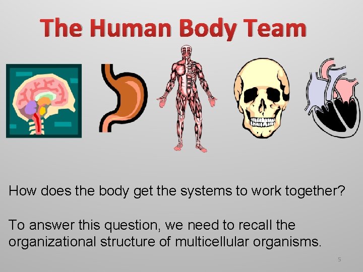 The Human Body Team How does the body get the systems to work together?