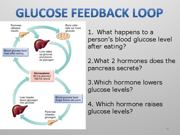 1. What happens to a person’s blood glucose level after eating? 2. What 2
