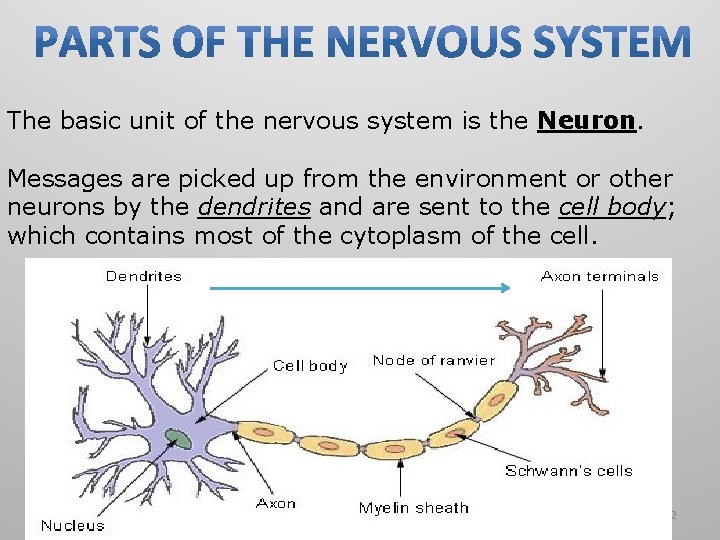 The basic unit of the nervous system is the Neuron. Messages are picked up
