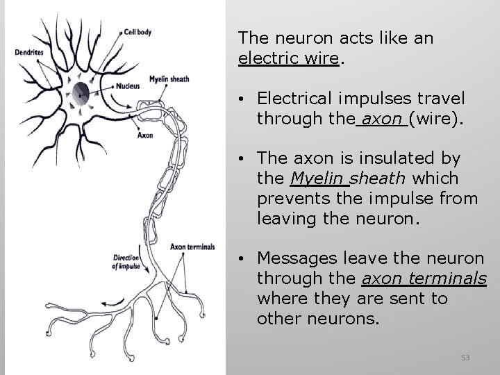 The neuron acts like an electric wire. • Electrical impulses travel through the axon The neuron acts like an electric wire. • Electrical impulses travel through the axon