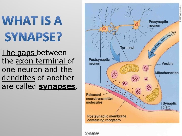 The gaps between the axon terminal of one neuron and the dendrites of another The gaps between the axon terminal of one neuron and the dendrites of another