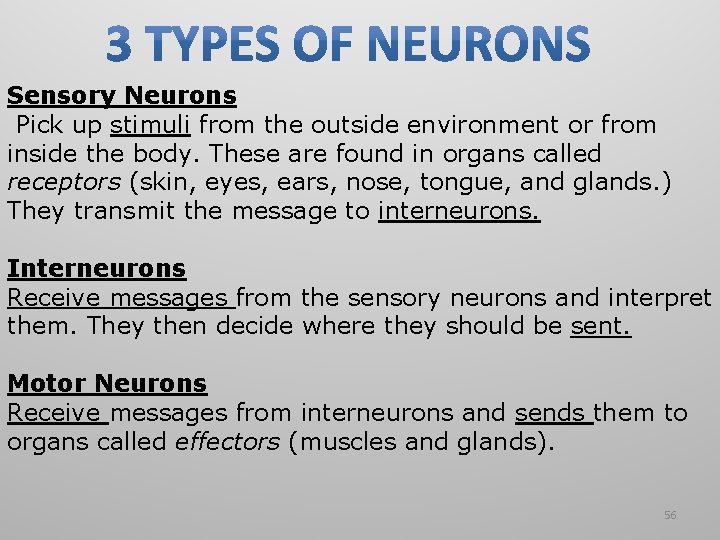Sensory Neurons Pick up stimuli from the outside environment or from inside the body. Sensory Neurons Pick up stimuli from the outside environment or from inside the body.