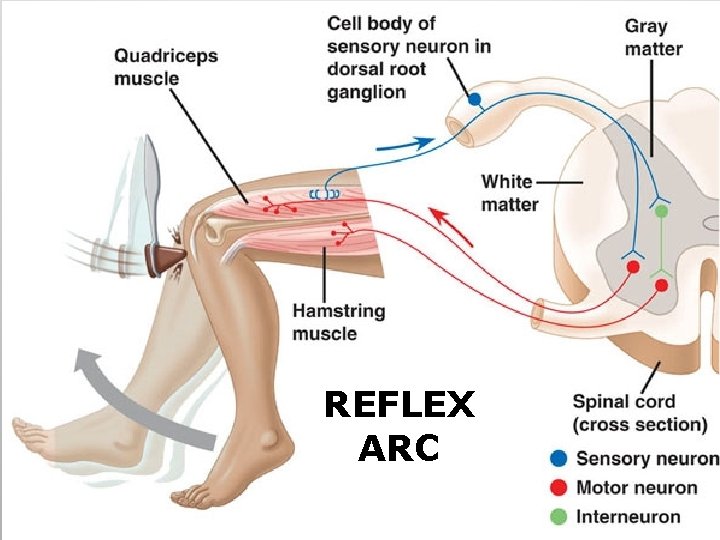 REFLEX ARC 57 