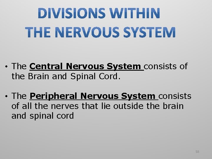 • The Central Nervous System consists of the Brain and Spinal Cord. • • The Central Nervous System consists of the Brain and Spinal Cord. •