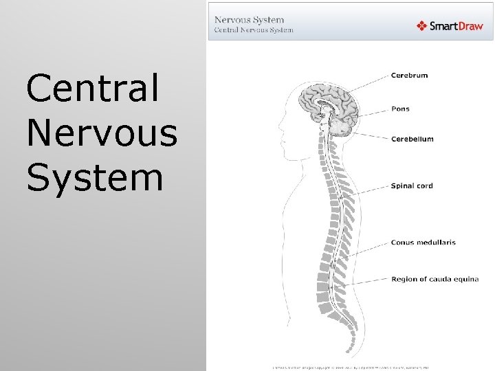 Central Nervous System 59 