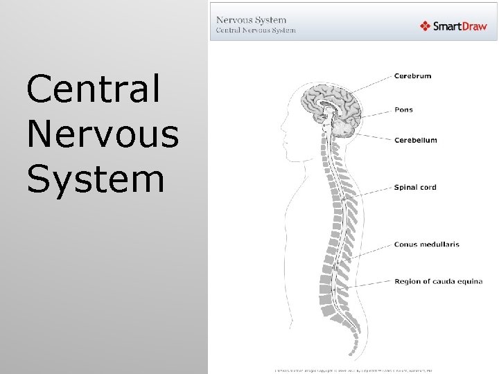 Central Nervous System 59 Central Nervous System 59