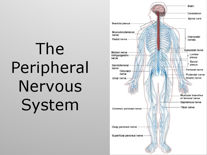 The Peripheral Nervous System 60 