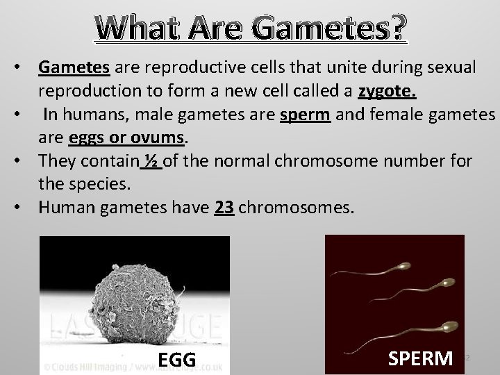 What Are Gametes? • Gametes are reproductive cells that unite during sexual reproduction to