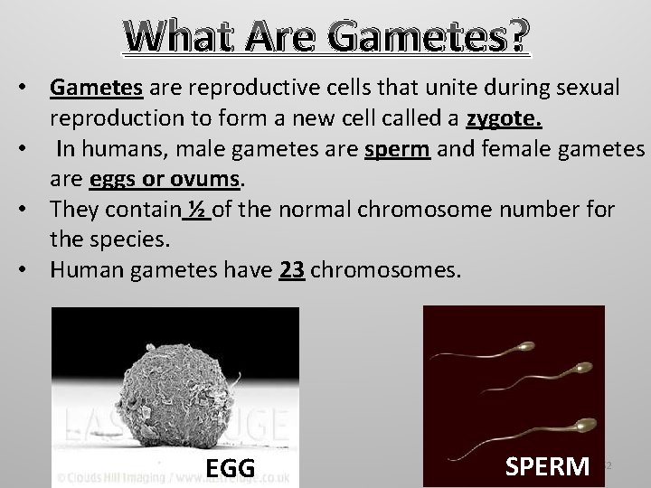 What Are Gametes? • Gametes are reproductive cells that unite during sexual reproduction to What Are Gametes? • Gametes are reproductive cells that unite during sexual reproduction to
