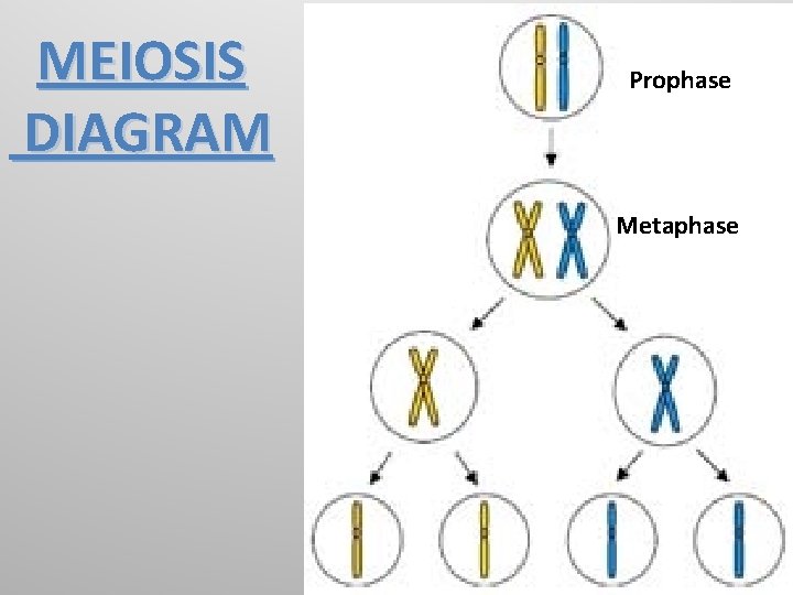 MEIOSIS DIAGRAM Prophase Metaphase 64 