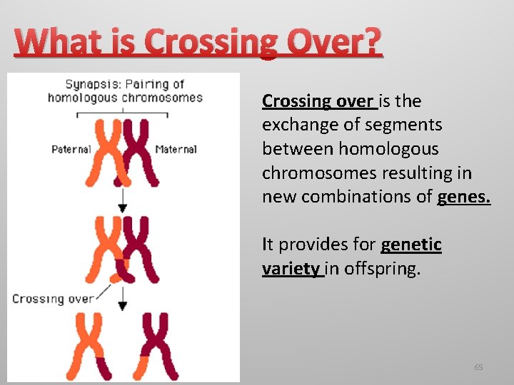What is Crossing Over? Crossing over is the exchange of segments between homologous chromosomes
