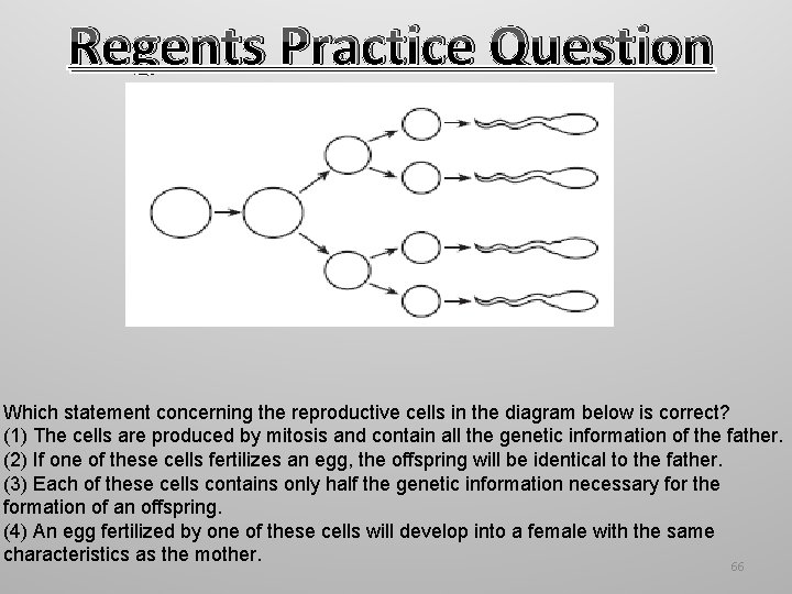 Regents Practice Question Which statement concerning the reproductive cells in the diagram below is Regents Practice Question Which statement concerning the reproductive cells in the diagram below is