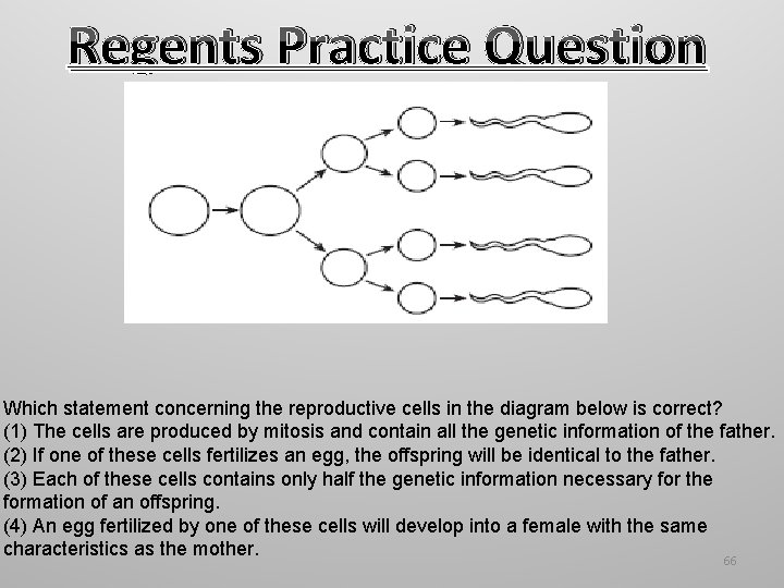 Regents Practice Question Which statement concerning the reproductive cells in the diagram below is