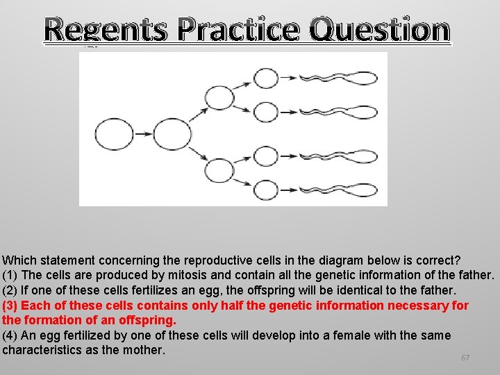 Regents Practice Question Which statement concerning the reproductive cells in the diagram below is