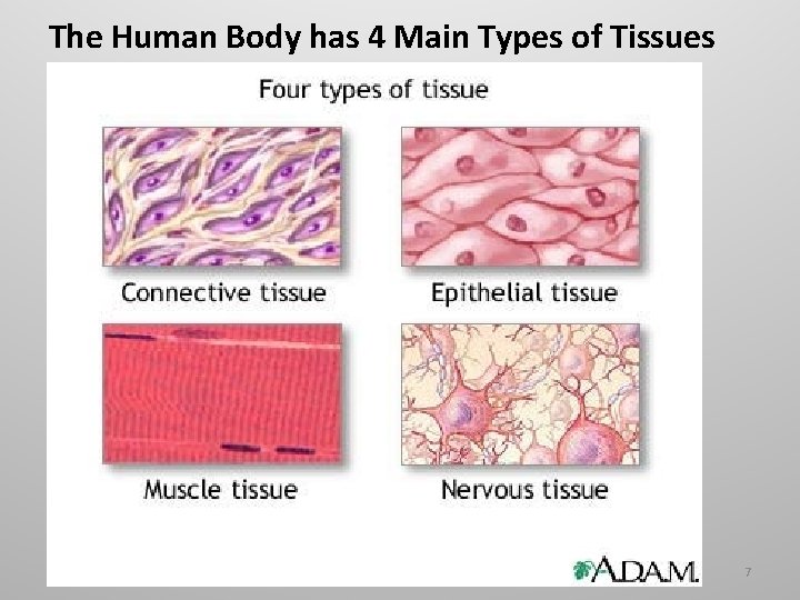 The Human Body has 4 Main Types of Tissues 7 The Human Body has 4 Main Types of Tissues 7