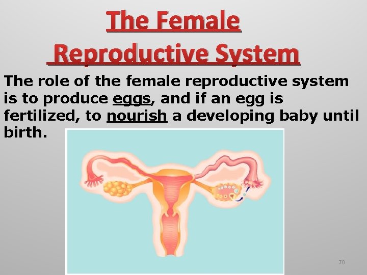 The Female Reproductive System The role of the female reproductive system is to produce