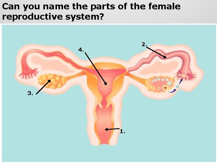 Can you name the parts of the female reproductive system? 2. 4. 3. 1. Can you name the parts of the female reproductive system? 2. 4. 3. 1.