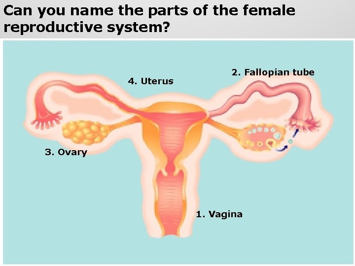 Can you name the parts of the female reproductive system? 4. Uterus 2. Fallopian