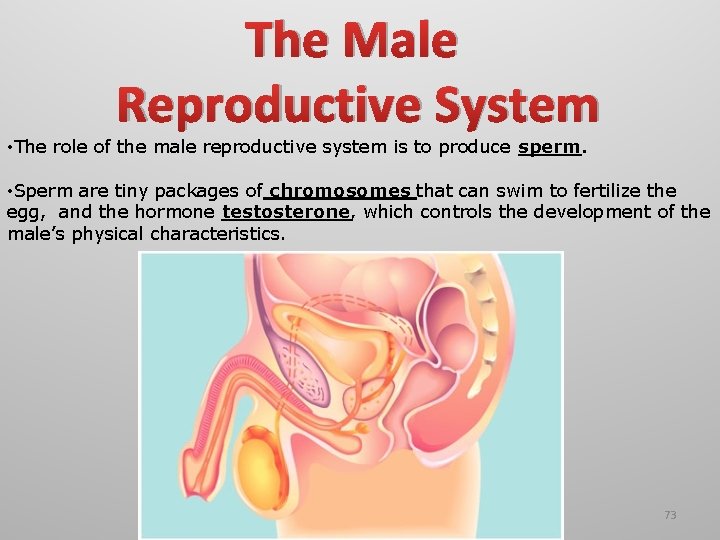 The Male Reproductive System • The role of the male reproductive system is to The Male Reproductive System • The role of the male reproductive system is to