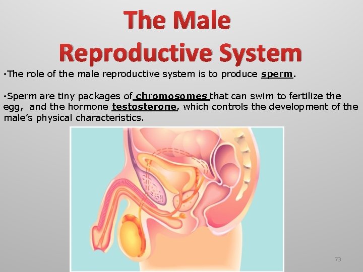 The Male Reproductive System • The role of the male reproductive system is to