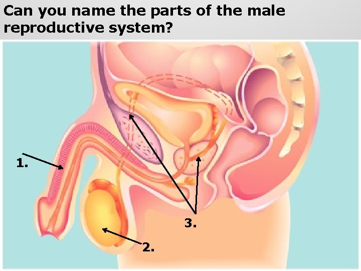Can you name the parts of the male reproductive system? 1. 3. 2. 74 Can you name the parts of the male reproductive system? 1. 3. 2. 74