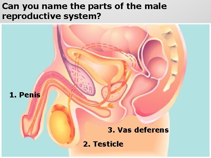 Can you name the parts of the male reproductive system? 1. Penis 3. Vas Can you name the parts of the male reproductive system? 1. Penis 3. Vas